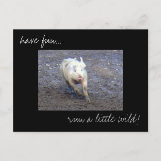 'Pig Run Wild' photo postcard