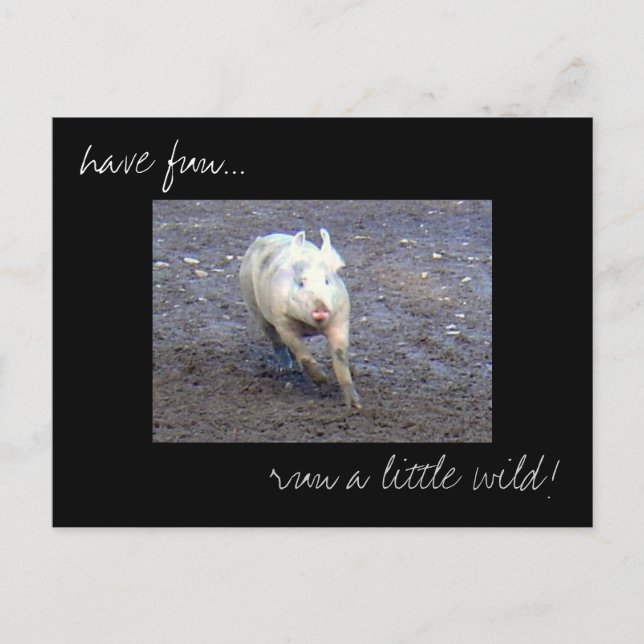 'Pig Run Wild' photo postcard (Front)