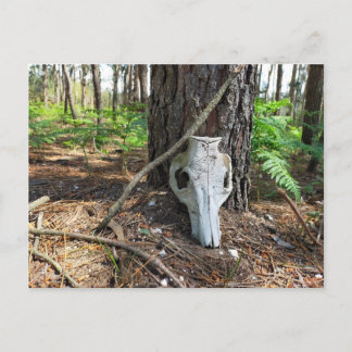 pig skull in the forest postcard