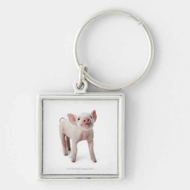 Pig Standing Looking Up Key Ring (Front)