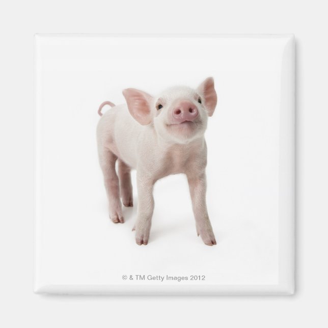 Pig Standing Looking Up Magnet (Front)