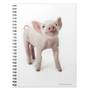 Pig Standing Looking Up Spiral Notebook