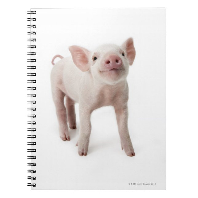 Pig Standing Looking Up Spiral Notebook (Front)