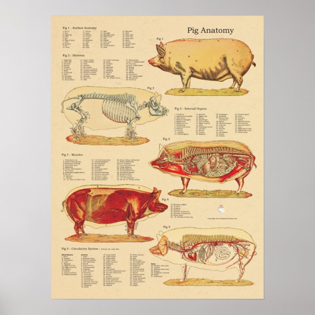 Pig Veterinary Anatomy Chart (Front)