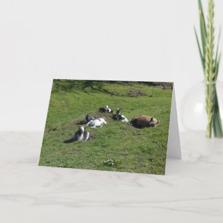 Pig with baby goat friends card