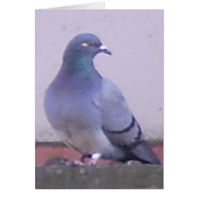 Pigeon (Front)
