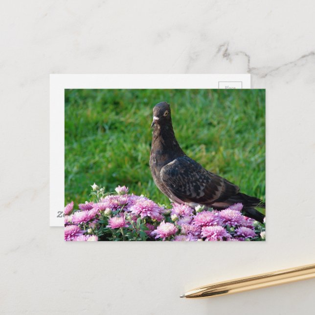Pigeon and Mums Postcard (Front/Back In Situ)