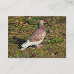 Pigeon at Roath Park Lake Cardiff Business Card
