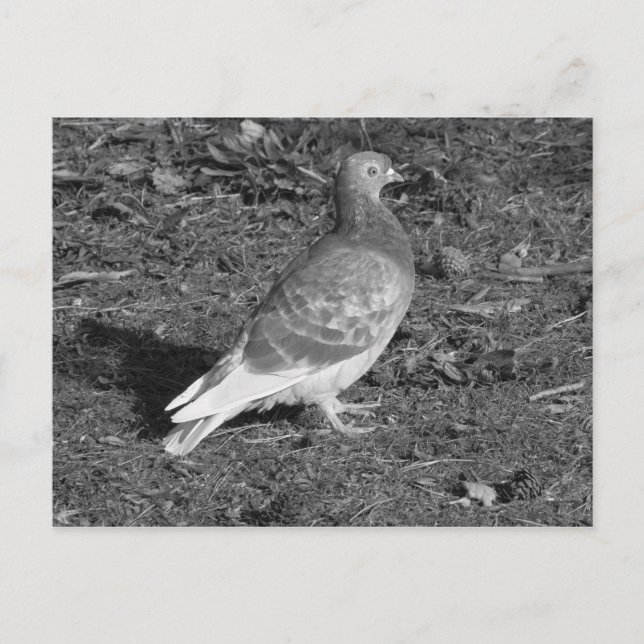 Pigeon at Roath Park Lake Cardiff (BW) Postcard (Front)