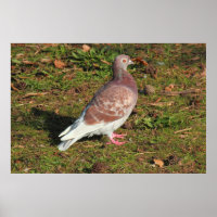 Pigeon at Roath Park Lake Cardiff