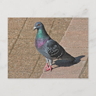 Pigeon, At Roath Park Lake, Cardiff, Wales Postcar Postcard