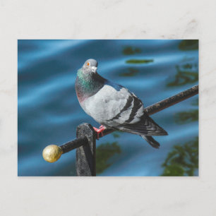 Pigeon, At Roath Park Lake, Cardiff, Wales Postcard