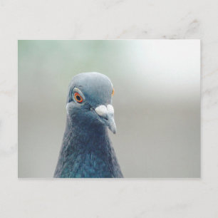 Pigeon at the Window v2 Postcard