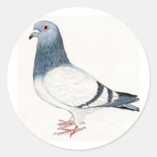 Pigeon Bird Art Sticker
