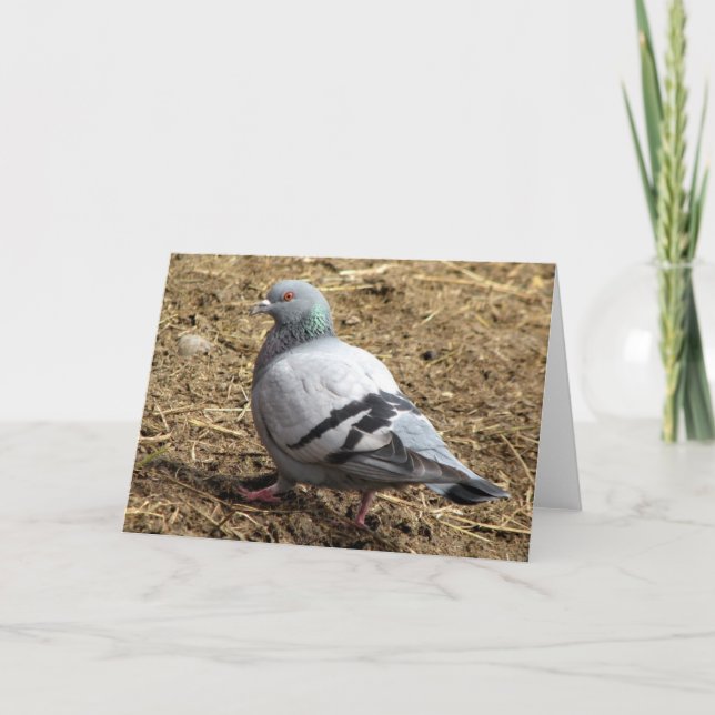 Pigeon Blank Greeting Card (Front)