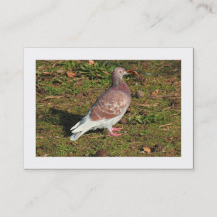 Pigeon (Bordered) Business Card
