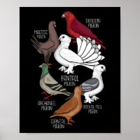 Pigeon Breeds King Pigeon Lover Men Pigeons
