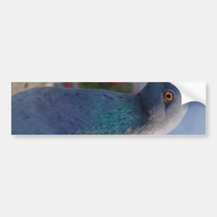 Pigeon Bumper Sticker