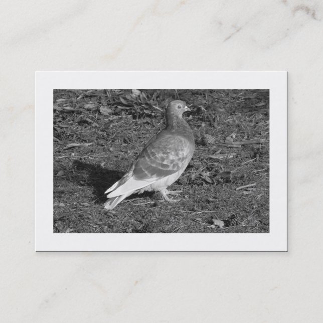 Pigeon BW (Bordered) Business Card (Front)