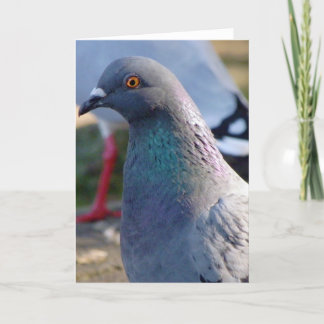 Pigeon Card
