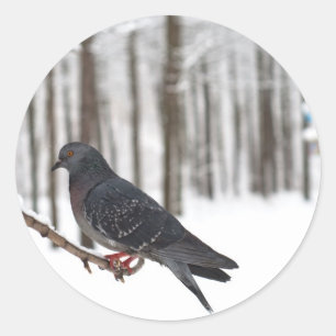 Pigeon Classic Round Sticker