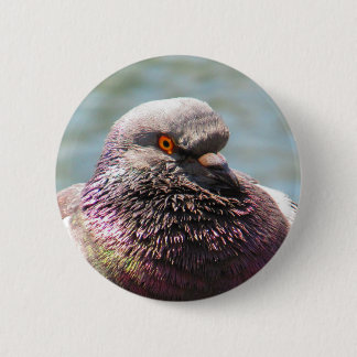 Pigeon Close Up 6 Cm Round Badge