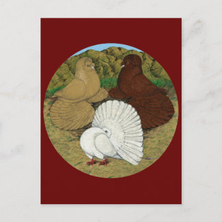 Pigeon Combo Postcard
