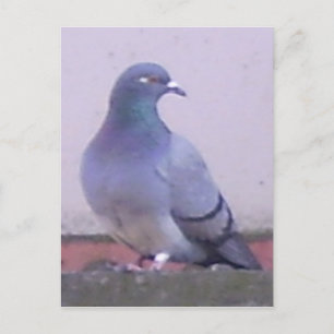 Pigeon copy postcard