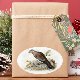Pigeon Dove Streptopelia Painting Nature Birds Art Oval Sticker
