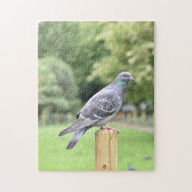 Pigeon Duncan Terrace Gardens Islington London UK Jigsaw Puzzle (Vertical)