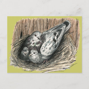 Pigeon Family Postcard