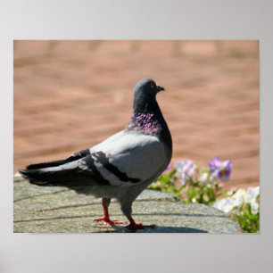 Pigeon Full Colour Poster