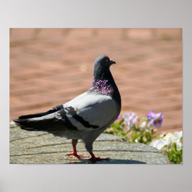 Pigeon Full Colour Poster (Front)