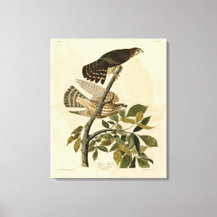 Pigeon Hawk (Merlin) - Audubon's Birds of America Canvas Print