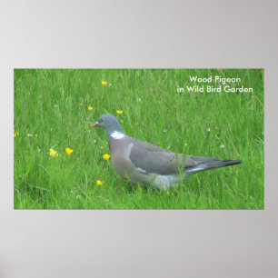 Pigeon image for poster