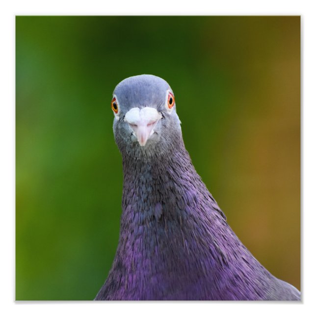 Pigeon Looking Inquisitive  Photo Print (Front)