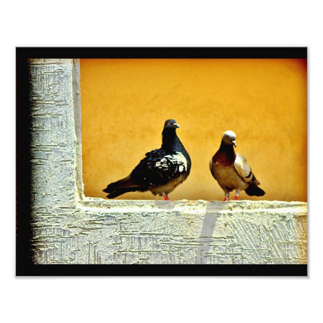 Pigeon Love Photo Print (Front)