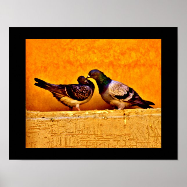 Pigeon Lovers Poster (Front)