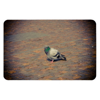Pigeon Magnet