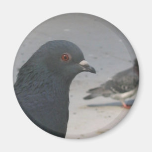 Pigeon Magnet