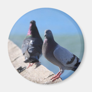 Pigeon Magnet