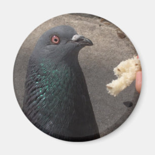 pigeon magnet