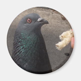 pigeon magnet