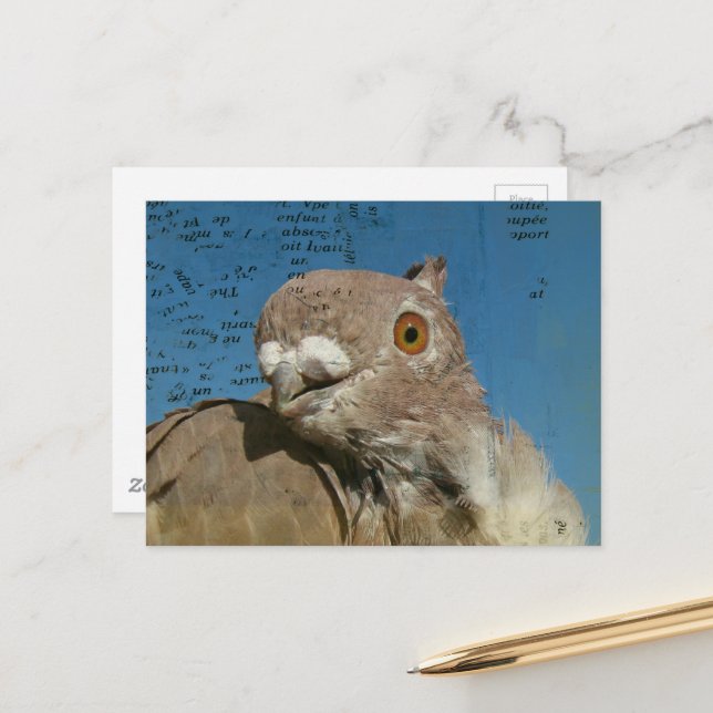 Pigeon named Mr. Pigeon Abstract Words Postcard (Front/Back In Situ)