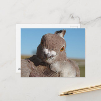 Pigeon named Mr. Pigeon Postcard