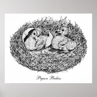 Pigeon Nest Babies Poster