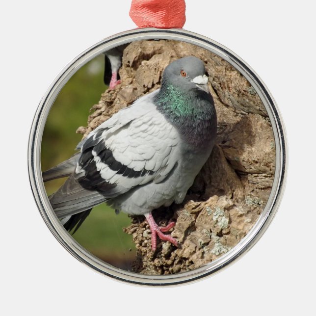 Pigeon Ornament (Front)