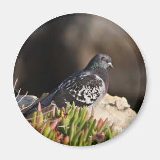 Pigeon perched on a cliff ledge magnet