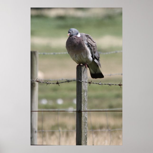 Pigeon Post Poster (Front)