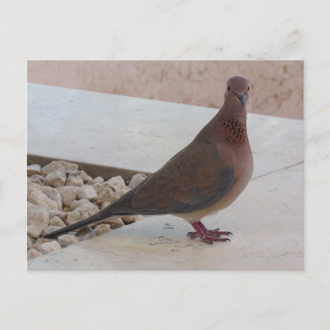 Pigeon postcard, customise postcard (Front)
